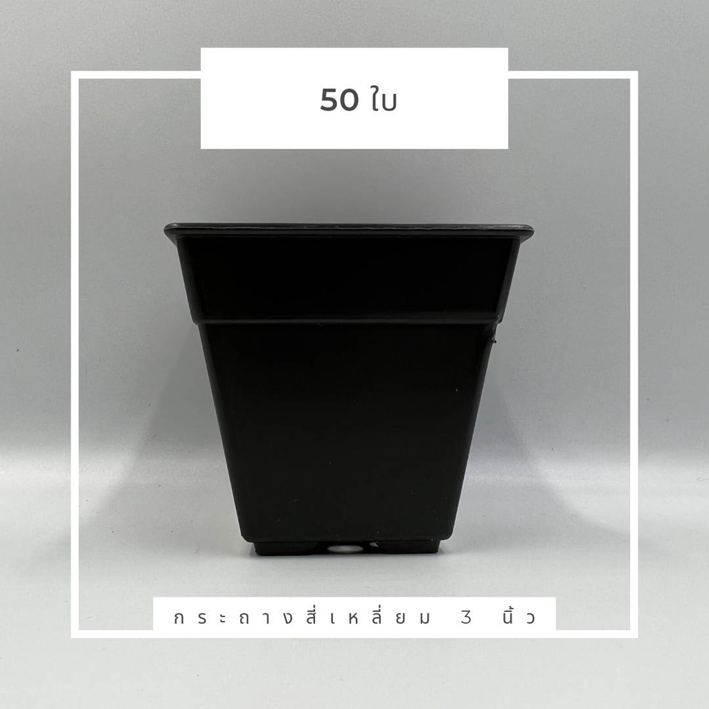 กระถางสี่เหลี่ยม 3 นิ้ว แพ็ค50ใบ กระบองเพชร แคคตัส