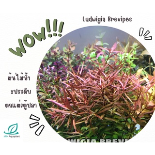 Ludwigia Brevipes ขายเป็นใบบก 20 กิ่ง 100