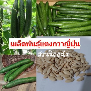 เมล็ดพันธุ์ผักสวนครัว เมล็ดแตงกวาญี่ปุ่น10เมล็ด (มีเก็บเงินปลายทาง)