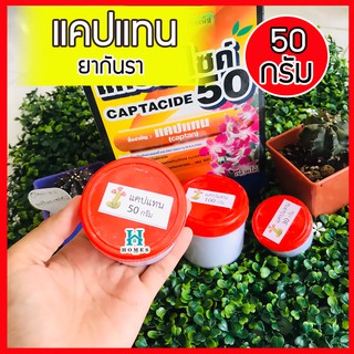 ยากันเชื้อราแคคตัส cactus ยากันรา ชนิดผง ยากันราแคปแทน (Captan - Captacide 50)  แคปแทน  แคคตัส ไม้ประดับ แบ่งขาย 50 กรัม