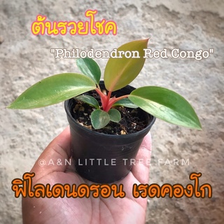 ต้นรวยโชค ฟิโลเดนดรอนเรดคองโก Philodendron Red Congo