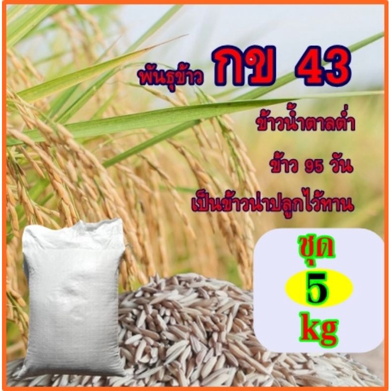 พันธุ์ข้าวกข43 เมล็ดพันธุ์ข้ว กข43 เป็นข้าวน้ำตาลต่ำ ขนาดทดลองปลูก5กิโลกรัม