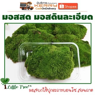 มอสสด มอสดินละเอียด มอสตกแต่งบอนไซ มอสตกแต่งสวนถาด กล่องละ 50฿