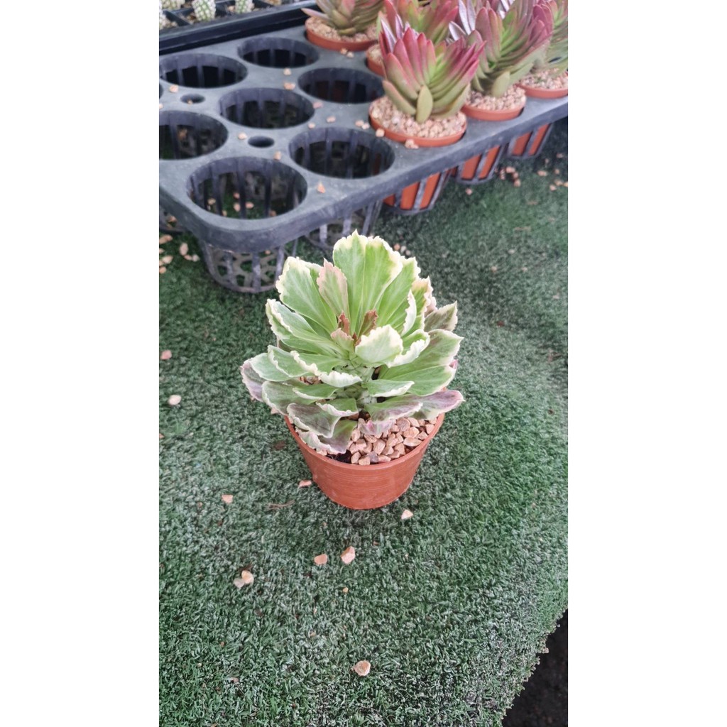 มุมมอง 3