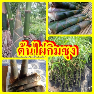 ไผ่กิมซุง(ตงลืมแล้ง)  1 ชุด 200 บาท ได้ 3 ต้น