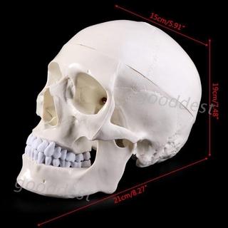 △good▽ Human Anatomical Anatomy Head Skeleton Skull Teaching Model School Supplies Study Tool PXBD