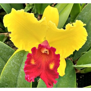 30 เมล็ดพันธุ์ เมล็ดกล้วยไม้ แคทลียา (Cattleya Orchids) Orchid flower seeds อัตราการงอก 80-85%