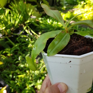 พืชกินแมลง หม้อข้าวหม้อแกงลิง กระถาง 4 นิ้ว Nepenthes mirabilis