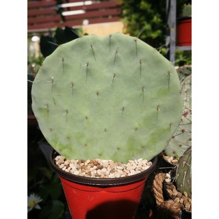 Opuntia Robusta Giant ใหญ่ขนาด 8~9นิ้ว