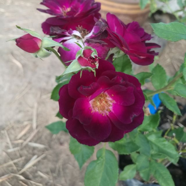My Image 29