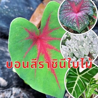 1 หัว เหง้า บอนสีหลากสายพันธุ์ อิเหนา ลูกไม้ป่าก้านดำ  นกกระทา นกศรีอุษา พญาจงอาจ ดำสตูล (ขายเป็นหัวเหง้าสวยๆ)