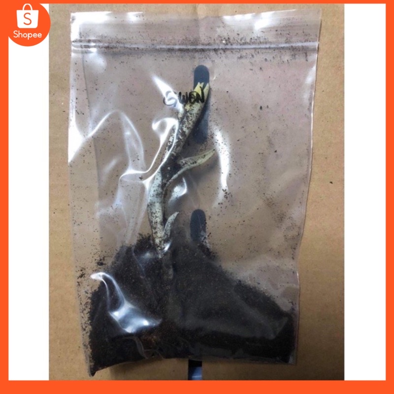 ลิลลี่ ดอกไม่มีกลิ่น ต้นเตี้ย หัวละ 40 บาท