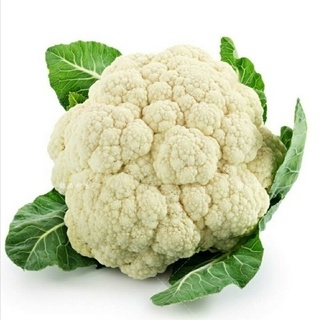 （อัตราการปลูกสูง）บอนสี เมล็ดพันธุ์  Cauliflower Seeds 200 เมล็ด บอนสีหายาก เมล็ดพันธุ์ผัก เมล็ดดอกไม้ พรรณไม้ ต้นไม้ Veg