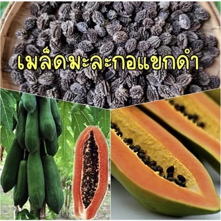 เมล็ดพันธุ์ มะละกอ สายพันธุ์แท้ตวามงอกดีมาก ทุกสายพันธุ์
