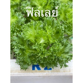 ผักสลัด ฟิลเลย์ไอซ์เบิร์ก (Frillice Ice Berg Lettuce) ผักสดกรอบอร่อยปลอดภัย เพื่อคนที่รักสุขภาพ 1 กก/แพ็ค