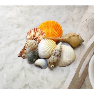 🐚พร้อมส่ง🐚 เซตเปลือกหอยแบบคละ(50กรัม)