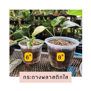 กระถางต้นไม้พลาสติกใส เซตละ5ใบ ราคาส่ง