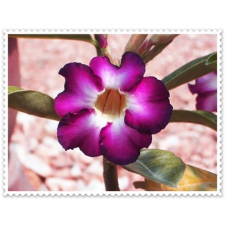 เมล็ด ชวนชม สาย เมล็ด ชวนชม ฮอลแลนด์ดอกชั้นเดียวสีม่วง (Obesum PurpleColor Seeds) 10 เมล็ด