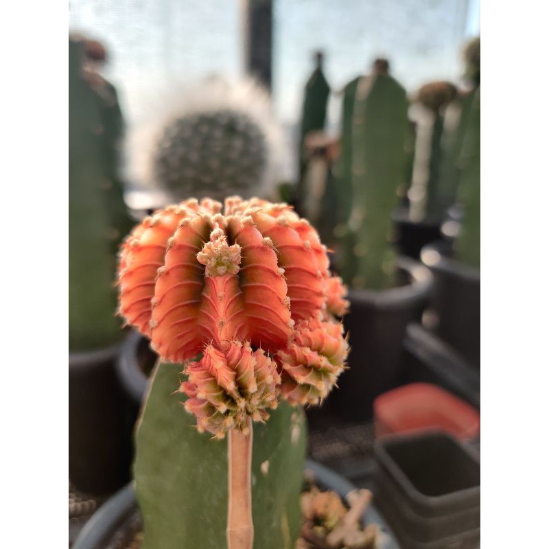 Lb2178 ด่างแท้ ต้นแม่12-13 พู หน่อเด็ดสด