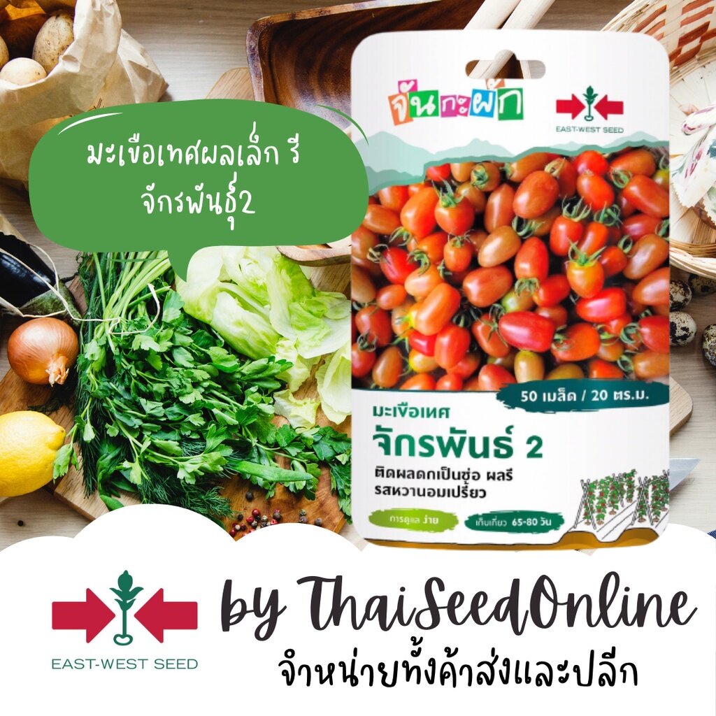 GGEW มะเขือเทศเชอร์รี่จักรพันธุ์2 50เมล็ด ตราศรแดง มะเขือราชินี ผลรี เมล็ดพันธุ์พระราชทาน จันกะผัก Cherry Tomato