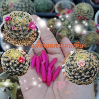 เมล็ดแคคตัส แมมขนuกเหลือง  Mammilaria schiedeana  ขนuก  ขนuกเหลือง