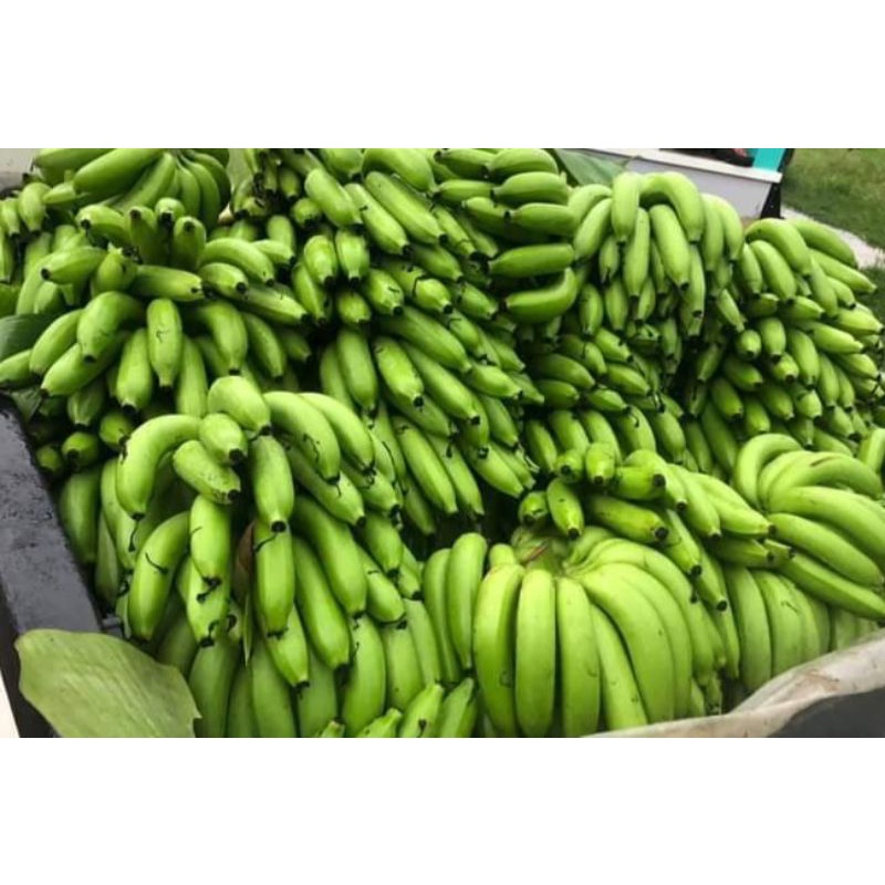 #หน่อกล้วยหอมเขียวคาเวนดิช จัดส่ง 1 หน่อ (สั่ง5 หน่อแถม 2 หน่อ)
