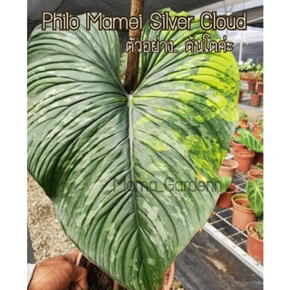 ฟิโล มาเมอิซิลเวอร์คลาวด์​ติดด่าง​¦ Philodendron mamei Silver​ Cloud​(มีเชื้อด่าง)​