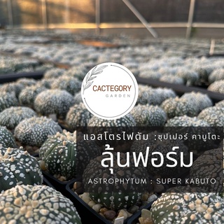 แอสโตรไฟตัม : แอสโตร ซุปเปอร์ คาบูโตะ Astrophytum Super Kabuto cactus กระบองเพชร ราคาส่ง ราคาถูก