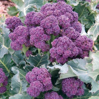 200 เมล็ด บรอกโคลี่ดอกสีม่วง - Purple Sprouting Broccoli