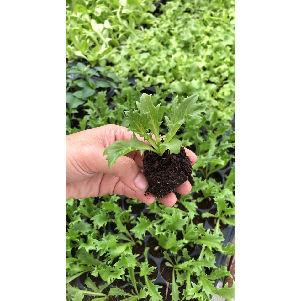 ต้นกล้าสลัด ฟิลเลย์ไอซ์เบิร์ก Frillice Ice Berg Lettuce ต้นกล้าพร้อมปลูก กล้าละ 10 บาท