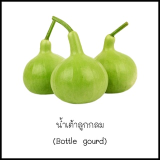 เมล็ดน้ำเต้าลูกกลม (Bottle gourd) 5 เมล็ด (10 แถม 1 คละได้ ) [10 แถม 1 คละได้]