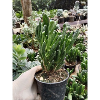 ต้นหูเชร็ค คลาสซูล่าใบหลอด ไม้อวบน้ำ กระถาง 4 นิ้ว - Crassula ovata Gollum Ear