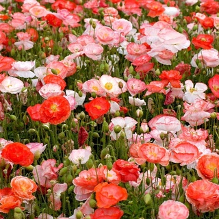ดอกป๊อปปี้ Papaver rhoeas Shirley poppy 1000 เมล็ด นำเข้าอังกฤษ