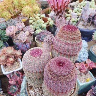 🌈 rainbow cactus🌵 20 เมล็ด 99บาท!!