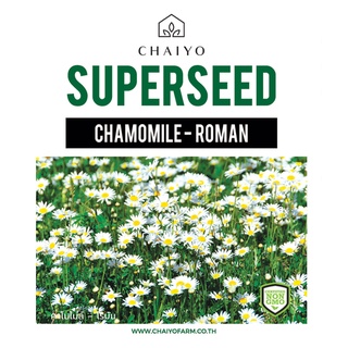 เมล็ด Roman Chamomile (Anthemis nobilis) คาโมมายล์ โรมัน