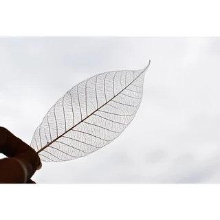 ใบยางพาราฟอกขาว 20/50 ใบ สีธรรมชาติ 2-8 นิ้ว โครงใบไม้ เส้นใยใบไม้ ใบไม้ใบบาง Skeleton Leaves
