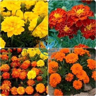 เมล็ดดาวเรืองฝรั่งเศส 200 เมล็ด French Marigold เมล็ดนำเข้า