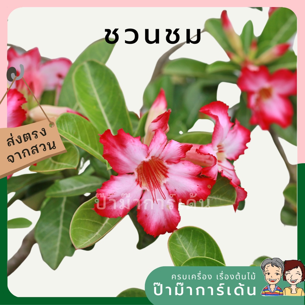 มุมมอง 6