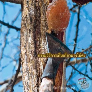 ( ยางไม้ ​) acacia gum อาหารตามธรรมชาติ​ ไม้แทะ ไม้แอปเปิ้ล ไผ่หวาน ชูการ์​ กระรอก​ ดอร์เมาส์​ บุชเบบี้​​ แฮมสเตอร์​
