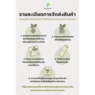 ต้นโกสนพันธุ์ ยูโรป้า ไซส์เล็ก กระถาง 5" สูง 15-20 เซนติเมตร ซื้อ 10 แถม 1 (จัดส่งแบบถอดกระถาง+รับประกันสินค้า)
