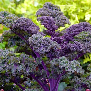 เมล็ดพันธุ์เคล เรดบอร์ เคลใบหงิกสีม่วง Redbor Kale F1 Seed 10 เมล็ด นำเข้าจาก USA ของแท้ 100%