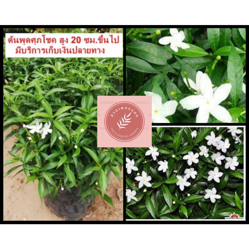ต้นพุดศุภโชค​ ต้นละ 35 บาทค่ะ