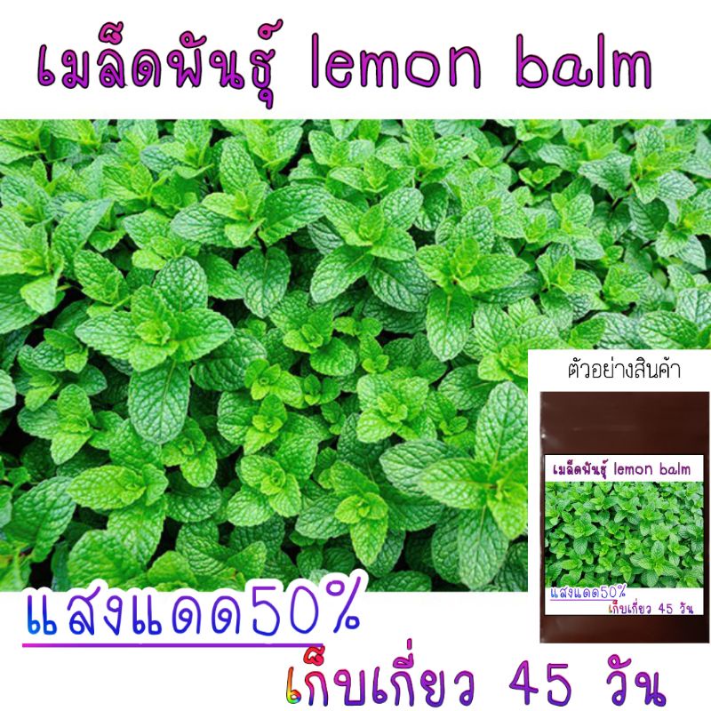 50 เมล็ด มิ้นต์เลม่อนบาล์ม​ Lemon​ balm