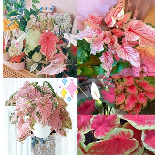 บอนสี 100เมล็ด Mixed Colors Caladium Seeds ต้นไม้ประดับ เมล็ดบอนสี พันธุ์ไม้หายาก "ราชินีใบไม้" (ฉายา ทับทิมสยาม)