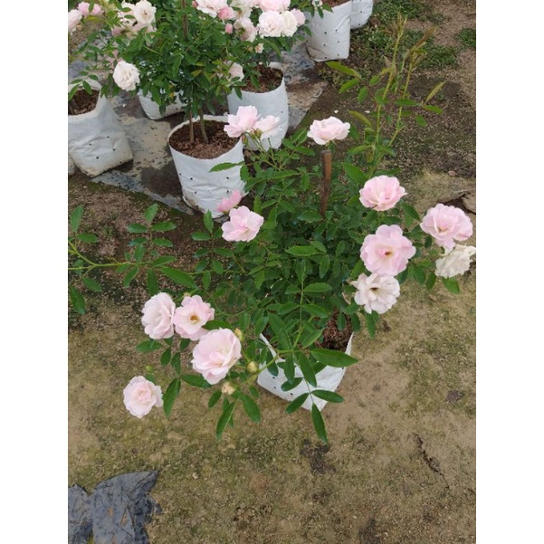 กุหลาบ⚘Pink Summer Snow พุ่มกึ่งเลื้อยถ้าปลูกลงดินเลี้ยงง่าย พิ้งค์ซัมเมอร์ สโนว์ .^