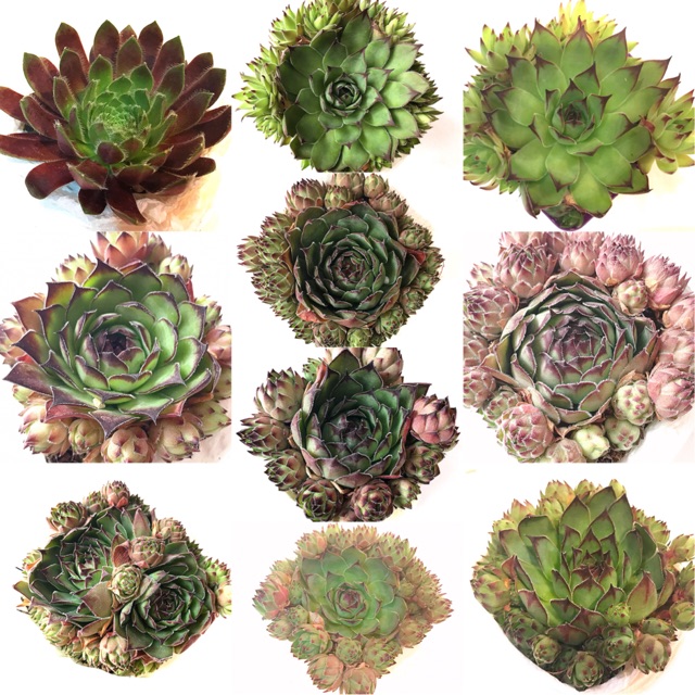 Sempervivumจัดส่งทั้งกระถาง