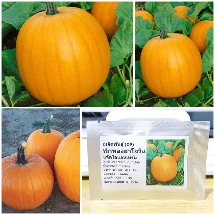เมล็ดพันธุ์ ฟักทองฮาโลวีน แจ๊คโอแลนเทิร์น (Jack O'Lantern Pumpkin Seed) บรรจุ 20 เมล็ด คุณภาพดี ของแท้ 100%
