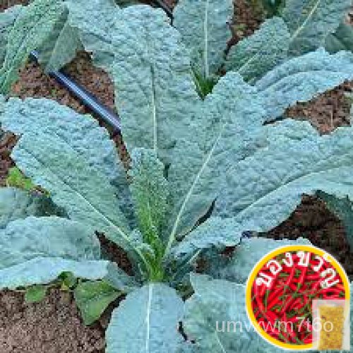 Kale Dinosaur Black Magic Seeds (20 sds) ไดโนเสาร์คะน้า Vegetable Seeds Wellgrow Seeds母婴/生菜/芹菜/上衣/裙子