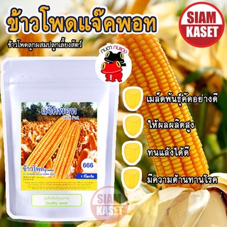 ข้าวโพดข้าวไร่ลูกผสมแจ๊คพอทข้าวโพดเลี้ยงสัตว์ เมล็ดพันธุ์ตรากบดำกบแดง ขนาด 1 กิโลกรัม