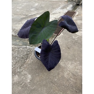 colocasia Black magic